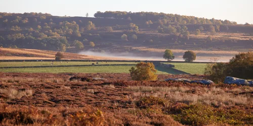 Peak district mist This landscape photograph captures a rural scene in the Peak District during sunrise in the autumn season. The image showcases a tranquil expanse of nature in Derbyshire, United Kingdom, with gentle mist rolling across green fields and heather-clad moorland near Curbar Edge. The early morning sunlight highlights the autumnal colours of the trees and vegetation, creating a contrast against the soft haze that drifts across the valley. Cattle graze in the fields, adding to the sense of rural life in this part of the Peak District. Curbar Edge can be seen in the distance, silhouetted against the hills, completing the natural landscape dominated by mist and the quiet beauty of autumn at sunrise.